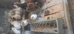 Kip met 12 kuikens, Dieren en Toebehoren, Katten en Kittens | Overige Katten, Meerdere dieren, Kortharig, 0 tot 2 jaar