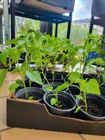 Groenten plantjes / fide, Tuin en Terras, Ophalen