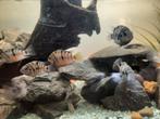 Convicts cichlids  , zebra cichliden. Ongeveer 30 stuks., Dieren en Toebehoren, Vissen | Aquariumvissen
