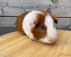Cavia 4 maand oud, Cavia, Mannelijk, Mei, Tam