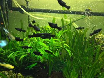 GRATIS   baby black molly's   afhalen in eernegem  beschikbaar voor biedingen