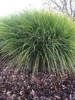 Miscanthus sinensis 'Gracillimus 1x, Jardin & Terrasse, Enlèvement
