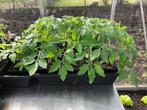 Tomaten en paprikaplanten, Tuin en Terras, Zomer, Ophalen, Groenteplanten, Eenjarig
