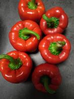 Paprika zaadjes van rode blok paprika 20 stuks, Tuin en Terras, Verzenden