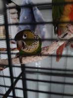Pyrhuura grune 100€en Di ander ligter is 100€, Dieren en Toebehoren, Vogels | Parkieten en Papegaaien, Tam
