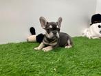 Franse Bulldog pups, Dieren en Toebehoren, Honden | Bulldogs, Pinschers en Molossers, België, 8 tot 15 weken, CDV (hondenziekte)