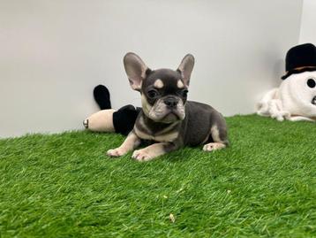 Franse Bulldog pups beschikbaar voor biedingen