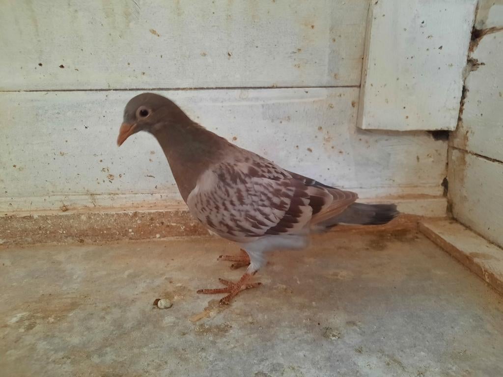 Jonge duiven 3de ronde, speenklaar., Dieren en Toebehoren