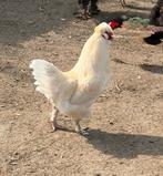 Haantje gekruist met zijdehoen, Mâle, Poule ou poulet