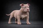 American Bully pup (1st keus reutje), Chien (mâle), Hépatite contagieuse (maladie de Rubarth), Autres races, Belgique
