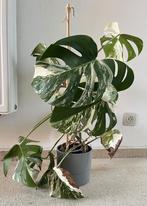 Monstera Variegata, Autres espèces, En pot, Moins de 100 cm, Enlèvement