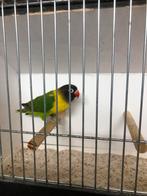 Personata wildkleur, Mannelijk, Geringd