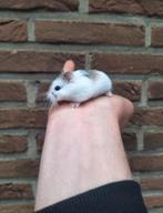 Jonge roborovski dwerghamsters, handtam., Dieren en Toebehoren, Knaagdieren, Januari, Hamster, Tam