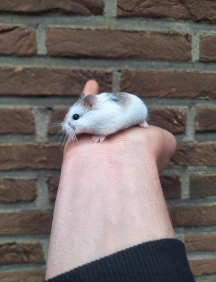 Jonge roborovski dwerghamsters, handtam., Dieren en Toebehoren, Knaagdieren, Hamster, Januari, Tam