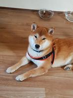 Rood shiba teefje - 6 maanden - stamboom, Dieren en Toebehoren, Parvo, België, Fokker | Hobbymatig, Overige rassen