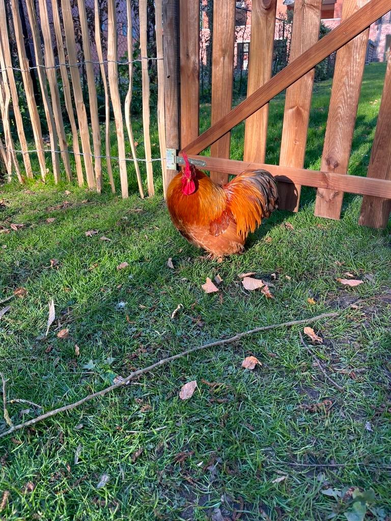 Te koop: jonge haan (zijdehoen/cochin mix), Mâle, Poule ou poulet