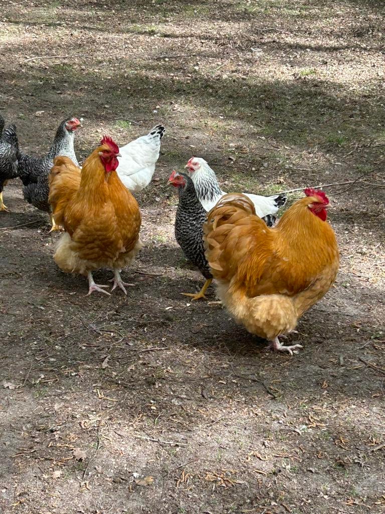 GRATIS AF TE HALEN - Orpington Hanen, Mâle, Poule ou poulet