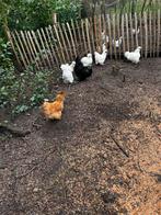 Beroedeieren en hennetjes van zijdehoenders, Dieren en Toebehoren, Vrouwelijk, Kip