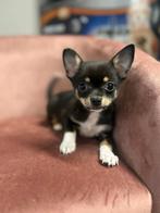 Magnifique chiot chihuahua né chez nous !, Chien (mâle), Belgique, Un chien, Chihuahua