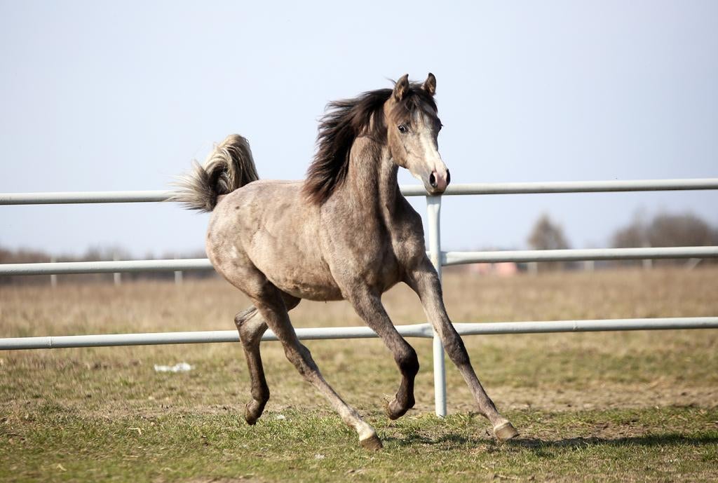 3 jarig arabisch volbloed merrietje, Animaux & Accessoires, Chevaux, Jument, 3 à 6 ans, Avec pedigree, Avec puce électronique