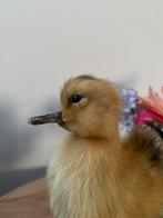 Taxidermie eendje, Ophalen