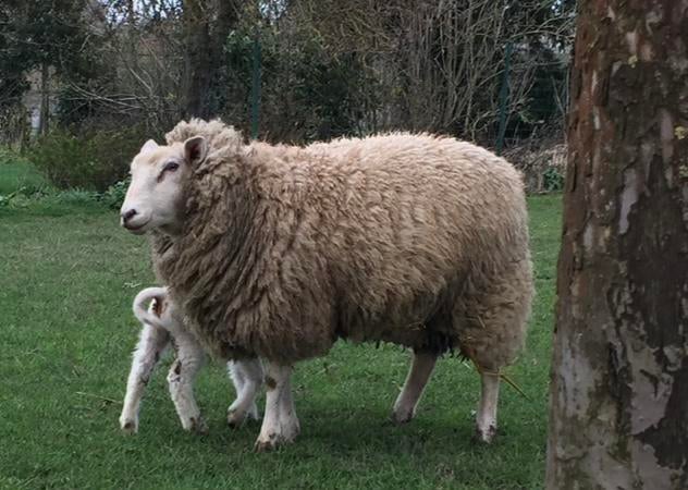 Schaap, ooi, Dieren en Toebehoren, Schapen, Geiten en Varkens, Schaap