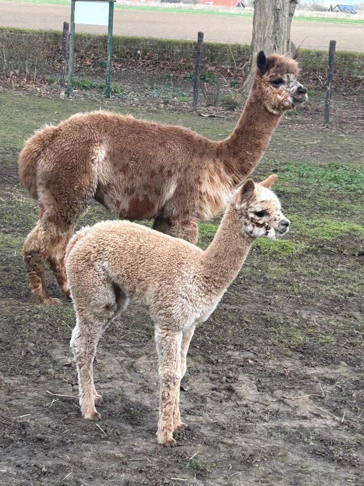 Alpaca alpacas merrie hengst, Animaux & Accessoires, Animaux Autre, Femelle, Septembre