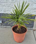 Palmiers Trachycarpus fortunei, Enlèvement