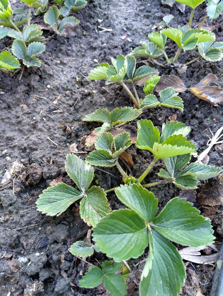AARDBEIPLANTJES SONATA, Enlèvement ou Envoi, Printemps, Plein soleil, Plantes fruitières