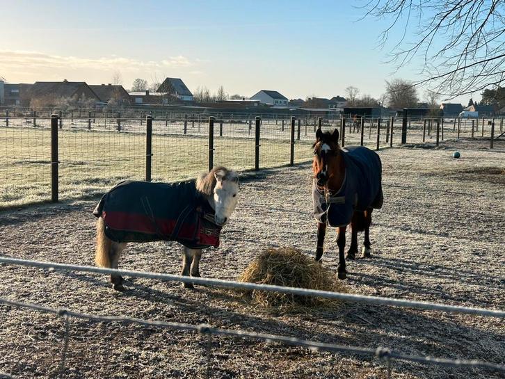 Tijdelijk ! Gezelschap gezocht voor shetlander, Dieren en Toebehoren, Stalling en Weidegang, 1 paard of pony
