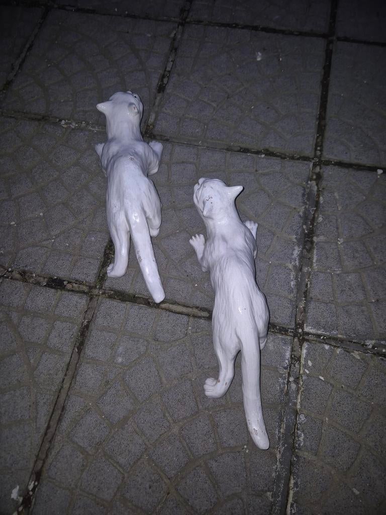 Très beaux chats, Jardin & Terrasse, Enlèvement