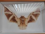 Vleermuis taxidermie, Collections, Collections Animaux, Enlèvement, Comme neuf, Animal sauvage, Animal empaillé