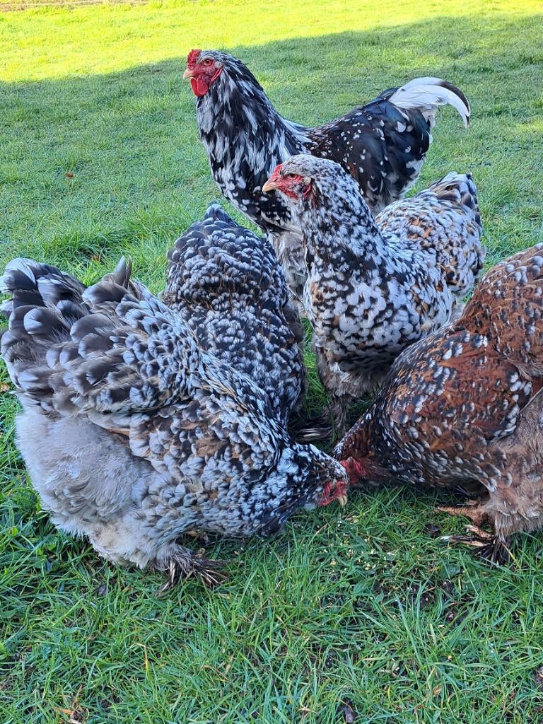 Broedeieren brahma porselein groothoender, Sexe inconnu, Poule ou poulet