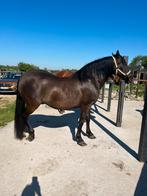 Hongre espagnole de 18 ans a vendre, Dieren en Toebehoren, Paarden en Pony's | Overige Paardenspullen, Ophalen