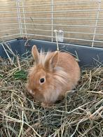 Dwergkonijn leeuwenkop, Dieren en Toebehoren, Konijnen, Mannelijk, Dwerg, 0 tot 2 jaar