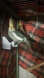 Couple de calopsittes à donner, Plusieurs animaux, Perruche