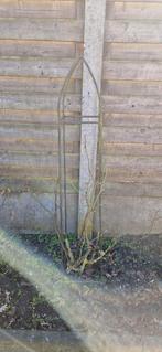 Rozenstruiken met groeitorens, Jardin & Terrasse, Plantes | Jardin, Été, Enlèvement, Mi-ombre, Plante fixe