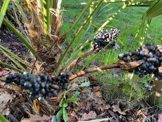 Palmzaden Trachycarpus Naggy x princeps, Tuin en Terras, Planten | Bomen, Volle zon, Ophalen of Verzenden, Lente, Minder dan 100 cm