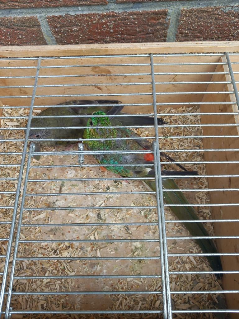 Koppel roodruggen parkieten, Dieren en Toebehoren, Parkiet, Geringd