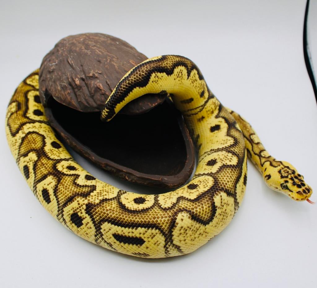 Ball Python/Konings Python/ 1.0Pastel Enchi Bongo Clown, Enlèvement ou Envoi, Utilisé, Autres types