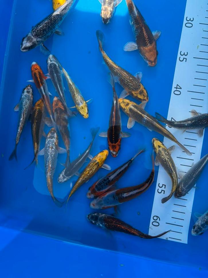 Koikes van kweker takatatsu, Animaux & Accessoires, Poissons | Poissons d'étang, Carpe ou Koï