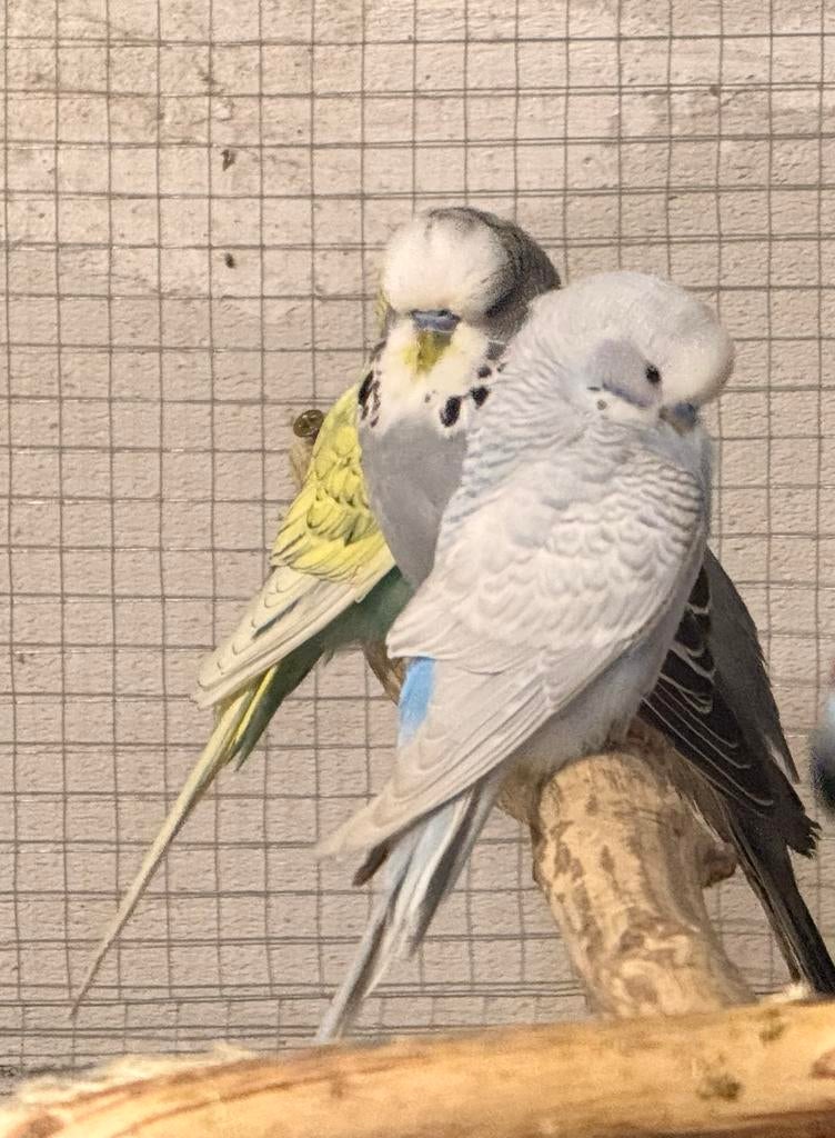 Perruches, Animaux & Accessoires, Oiseaux | Perruches & Perroquets, Perruche, Plusieurs animaux