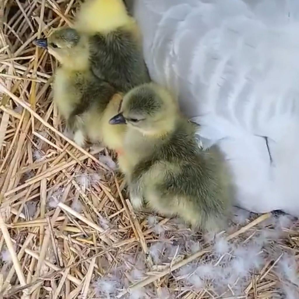 Ganzen kuikens, April, Geslacht onbekend