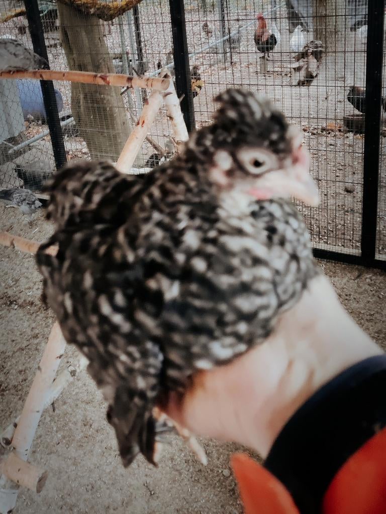 Kuikens te koop  blauwe / groene eieren kippen, Poule ou poulet