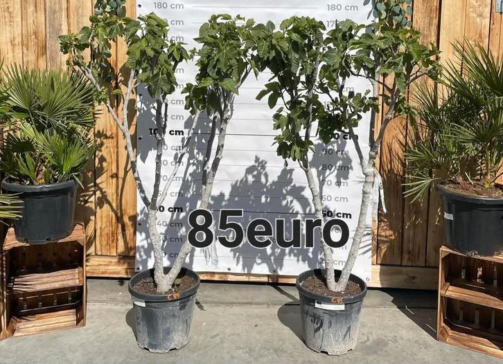 ‼️vijgenbomen aan promoprijzen ‼️, Jardin & Terrasse, Plantes | Arbres, Enlèvement