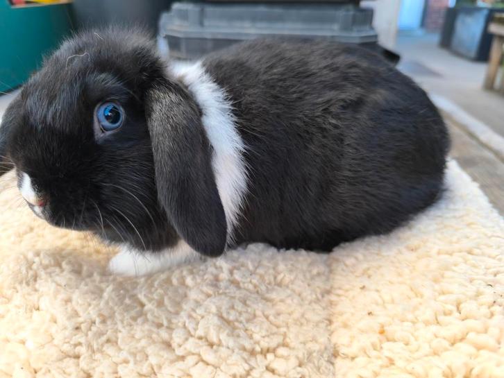 Jong minilop voedster, Dieren en Toebehoren, Konijnen
