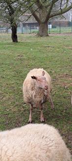 Rouge ram, Dieren en Toebehoren, Schapen, Geiten en Varkens, Mannelijk, Schaap, 0 tot 2 jaar