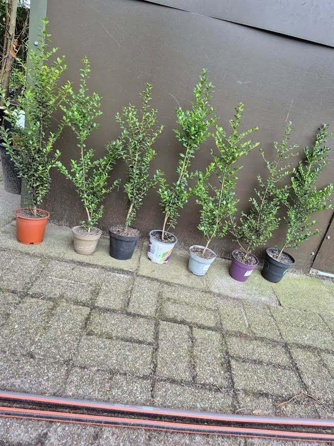 Ilex Crenata; Japanse Hulst in 2l potten 70cm hoog: 7€, Jardin & Terrasse, Plantes | Arbustes & Haies, Haie, Autres espèces, Moins de 100 cm
