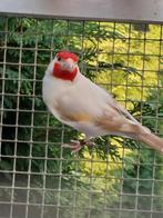 Satinet distelvink putter, Dieren en Toebehoren, Vogels | Overige Vogels
