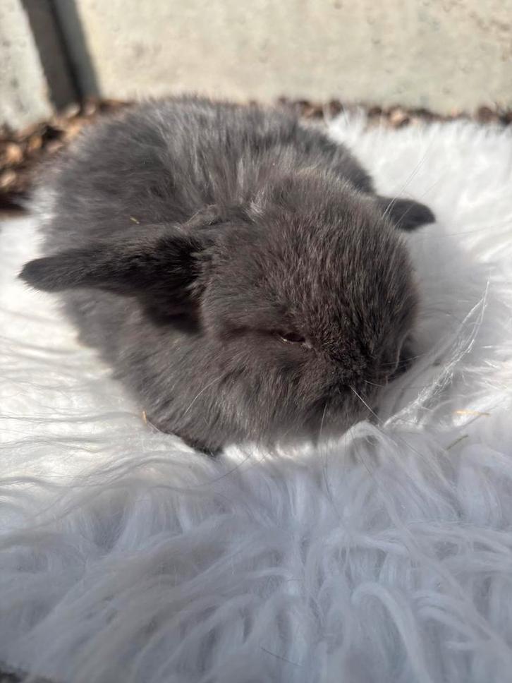 Minilopje, Dieren en Toebehoren, Knaagdieren, Mannelijk, Overige typen, Februari, Tam